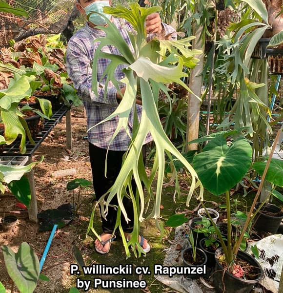 園芸ネット本店｜[送料無料]（わけあり特価）ビカクシダ（コウモリラン
