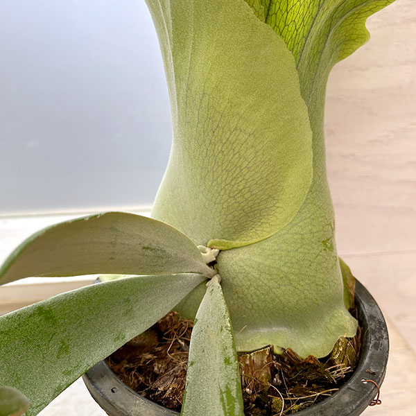 園芸ネット本店｜[送料無料]（わけあり特価）ビカクシダ（コウモリラン