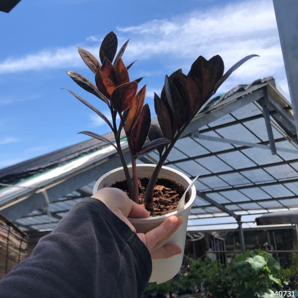 園芸ネット本店｜[ザ・ファームセレクト][送料無料]ザミオクルカス