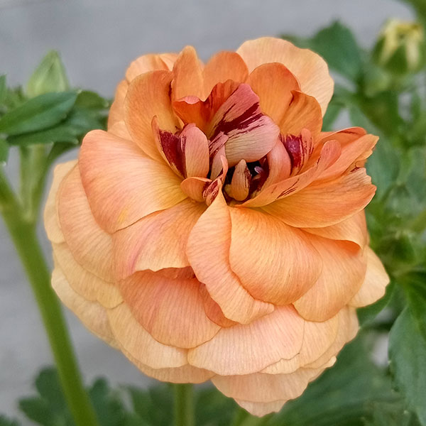 園芸ネット本店｜ラナンキュラス：ラックス ベスタリス5号鉢植え の