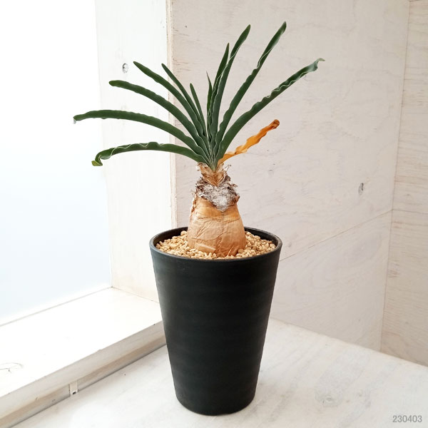 園芸ネット本店｜[ザ・ファームセレクト]ブーファン：ディスティチャ 4