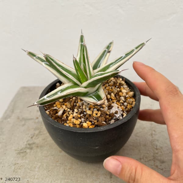 園芸ネット本店｜（わけあり特価）アガベ：氷山（ビクトリアレギナエ