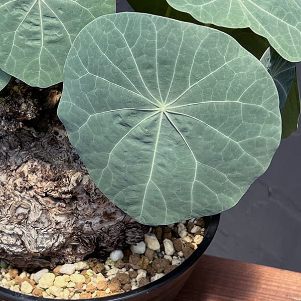 園芸ネット本店｜ステファニア：カウィーサキー（sp.ノバ） 9号鉢植え