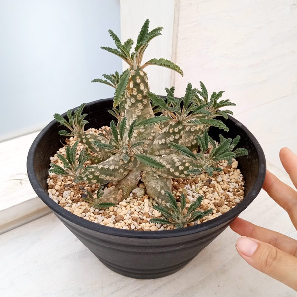 園芸ネット本店｜ドルステニア：ラブラニー（多頭） 7号鉢植え23-03 の