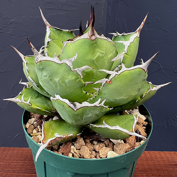 園芸ネット本店｜アガベ：チタノタ4号鉢植え（23-18） の通販【公式】