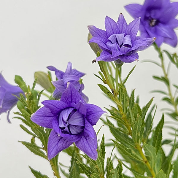 園芸ネット本店｜おもてなしキキョウ(桔梗）：三重系むらさき4号ポット