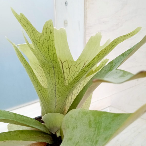 園芸ネット本店｜（わけあり特価）ビカクシダ（コウモリラン