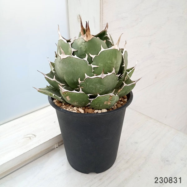 園芸ネット本店｜[送料無料]アガベ：オテロイ（チタノタ FO-076）5号