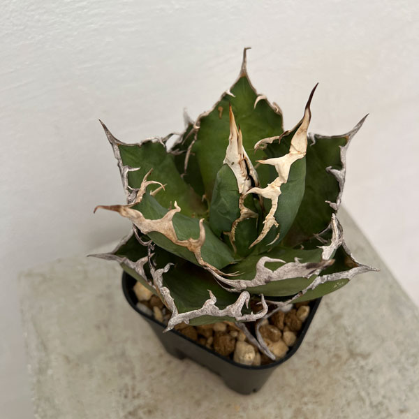 園芸ネット本店｜アガベ：チタノタ シーザー（凱撤） 8cm角鉢植え の