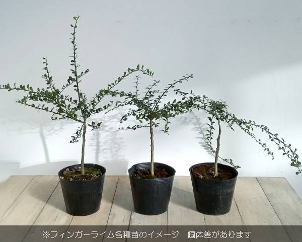 園芸ネット本店｜フィンガーライム：リックスレッド 4.5-5号ポット の