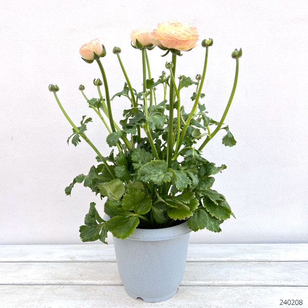 園芸ネット本店｜ラナンキュラス：サクセス トアレグ6号鉢植え の通販
