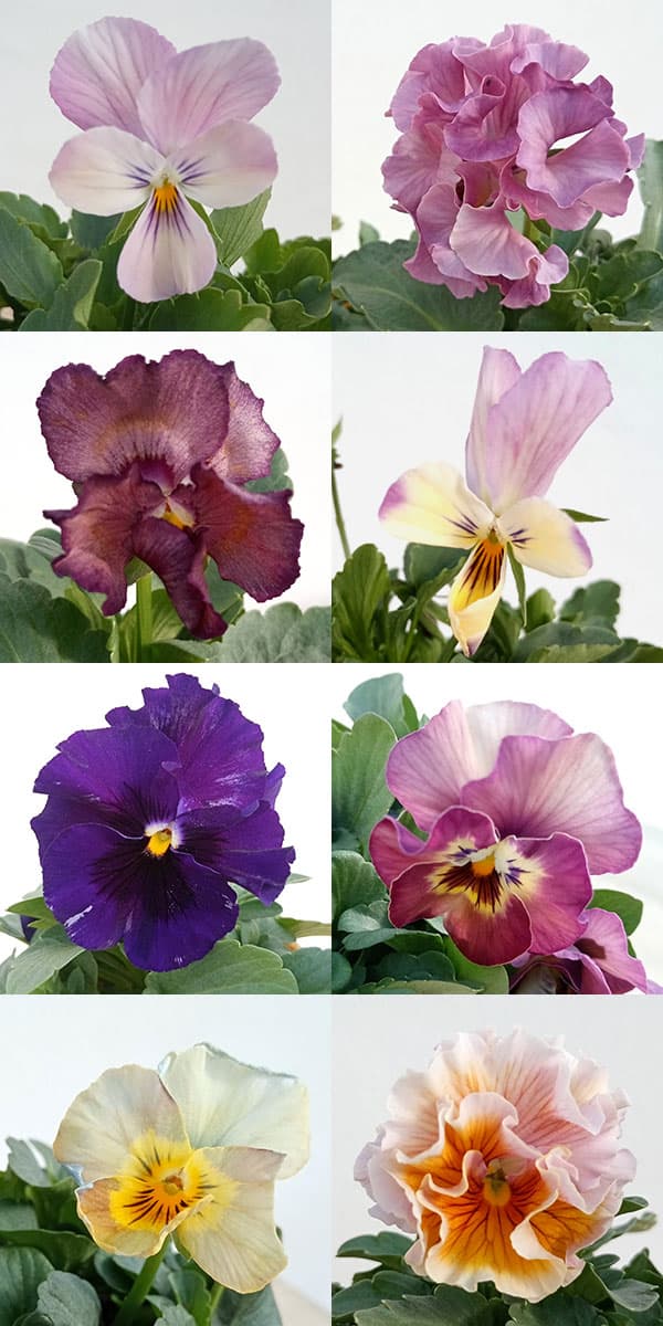 園芸ネット本店｜[送料無料]パンジー・ビオラ：見元園芸さん×花日和