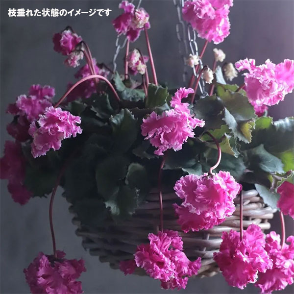 園芸ネット本店｜シクラメン：フローエル5号・ハンギングバスケット