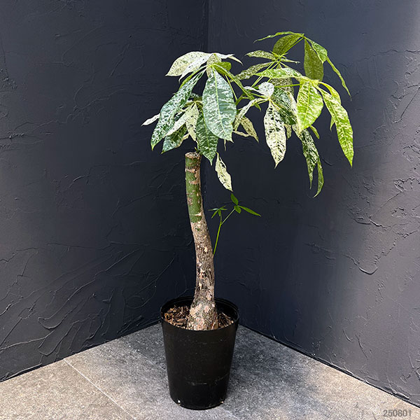 園芸ネット本店｜パキラ：ミルキーウェイ 6号ポット* の通販【公式】