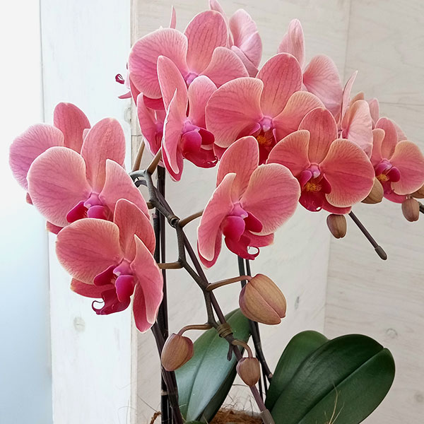 園芸ネット本店｜ファレノプシス：アンティークラブ3本立ち6号陶器