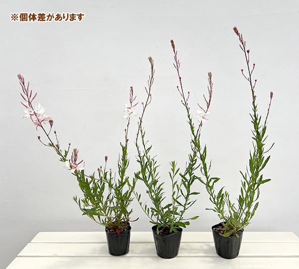 園芸ネット本店｜ガウラ（白蝶草）：ホクト3号ポット の通販【公式】