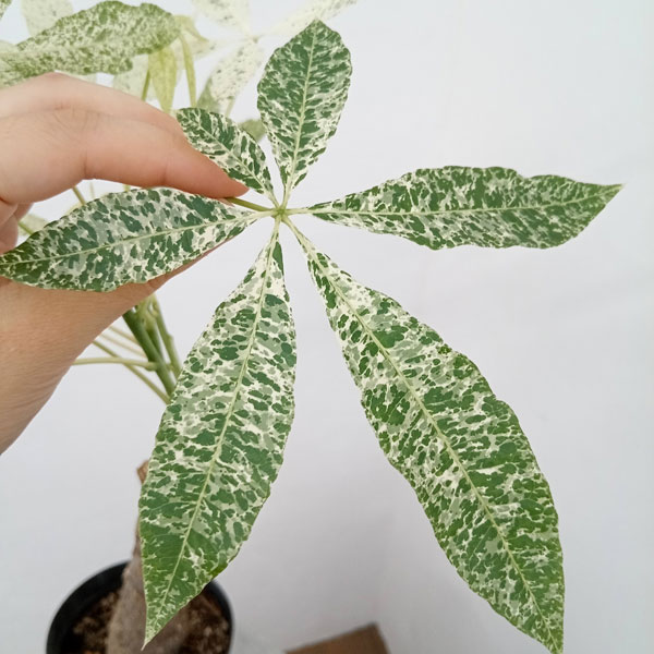 園芸ネット本店｜パキラ：ミルキーウェイ 5号23-02 の通販【公式】