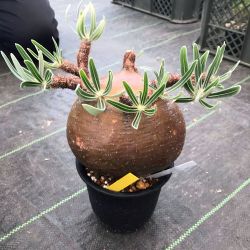 園芸ネット本店｜パキポディウム：グラキリス（発根済み・現地球） 4号