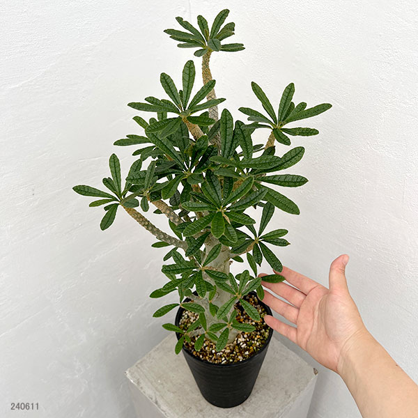 園芸ネット本店｜ドルステニア：ギガス（実生苗）5号23-06 の通販【公式】