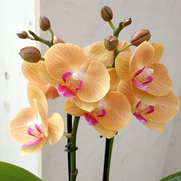 園芸ネット本店｜ミディコチョウラン：シナモン2本立ち4号陶器鉢植え