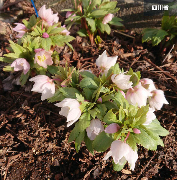 園芸ネット本店｜クリスマスローズ（原種）の種子：チベタヌス3地域