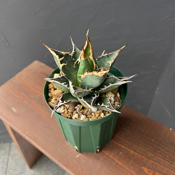 園芸ネット本店｜アガベ：チタノタ 海王 4号鉢植え23-03 の通販【公式】