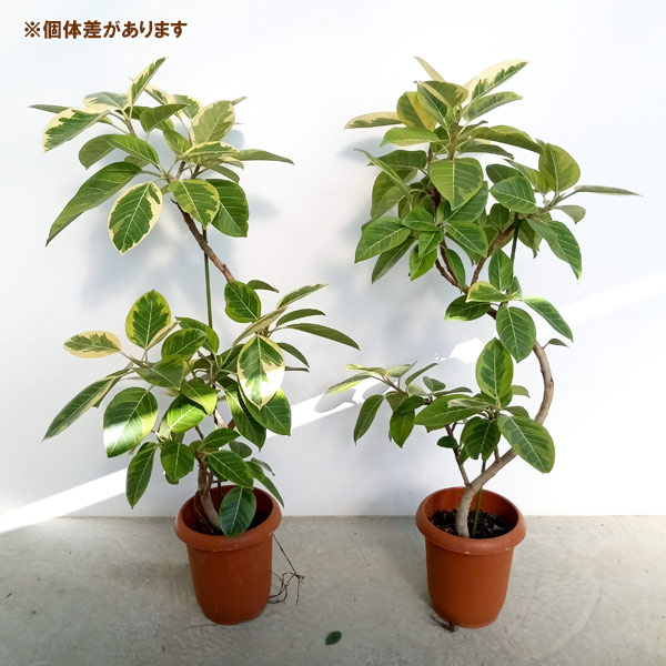 園芸ネット本店｜フィカス：アルテシマ（曲がり）8号鉢植え の通販【公式】