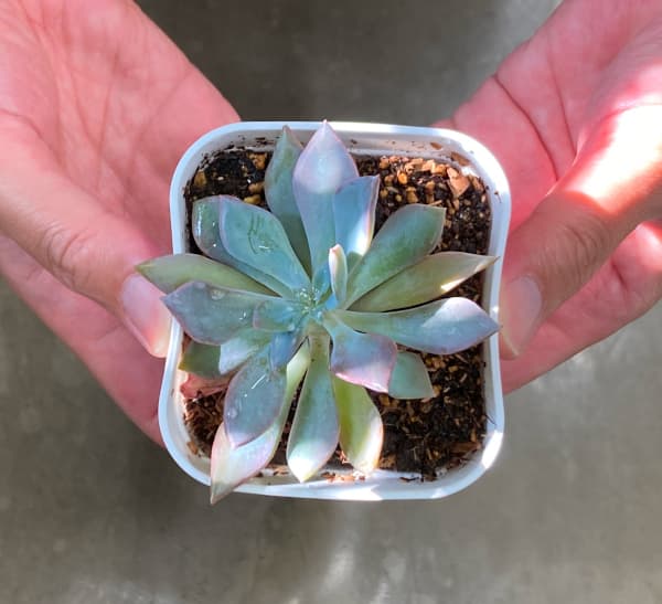 園芸ネット本店｜プレステラ90型ホワイト10個セット の通販【公式】