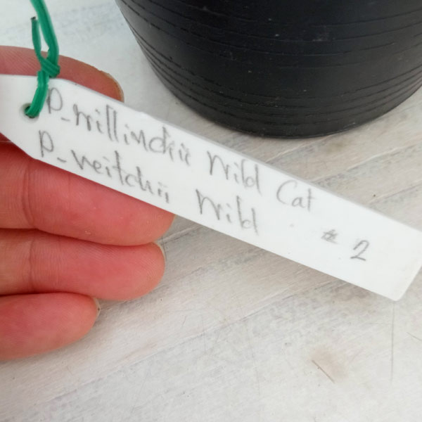 園芸ネット本店｜ビカクシダ：ミックススポア株（willinckii Wild Cat