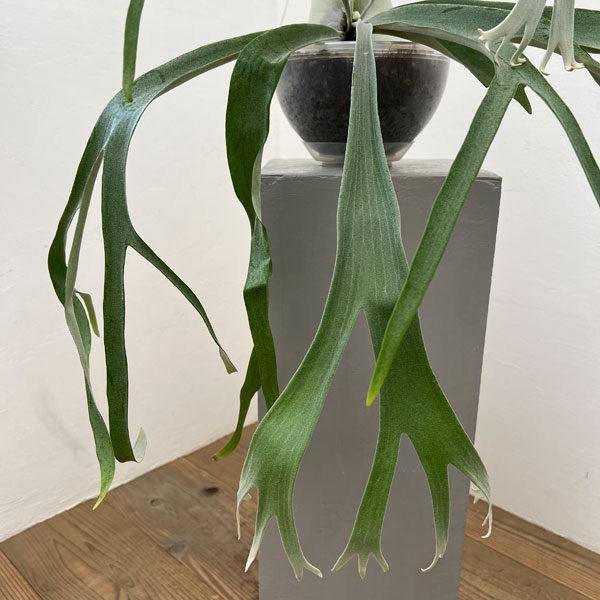 園芸ネット本店｜ビカクシダ（コウモリラン）：willinckii x veitchii