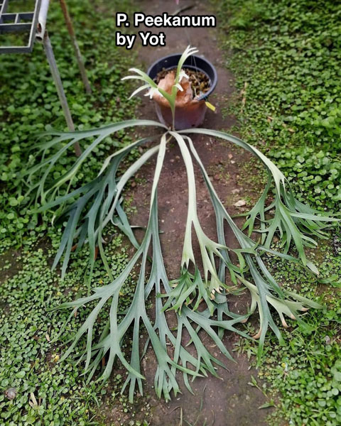 ビカクシダ 15種 ビカクシダ 15種 ① - 植物/観葉植物新 発売