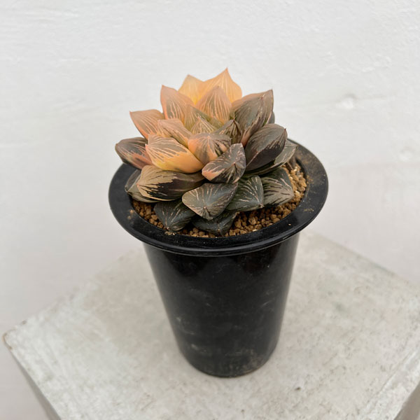 園芸ネット本店｜[ザ・ファームセレクト][送料無料]ハオルチア：大紫