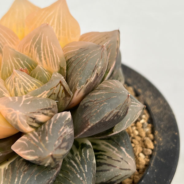 園芸ネット本店｜[ザ・ファームセレクト][送料無料]ハオルチア：大紫