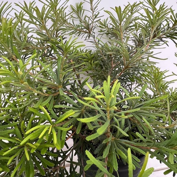 園芸ネット本店｜バンクシア：ヘアピンバンクシア 8号鉢植え の通販