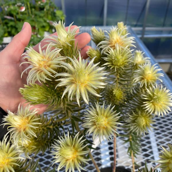 園芸ネット本店｜[ザ・ファームセレクト]フィリカ プベッセンス