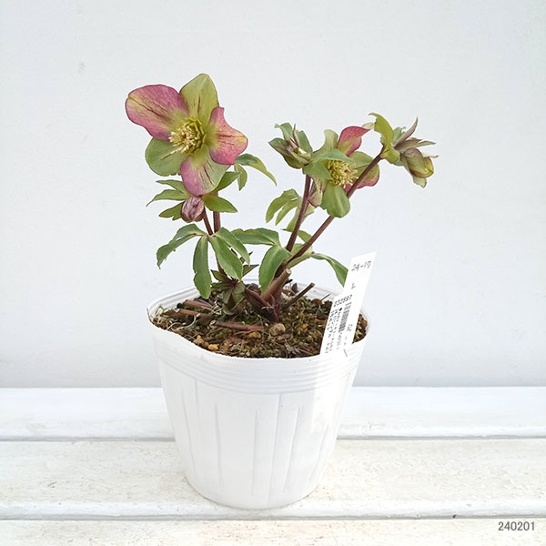 園芸ネット本店｜松村ナーセリーさんのクリスマスローズ：24-17