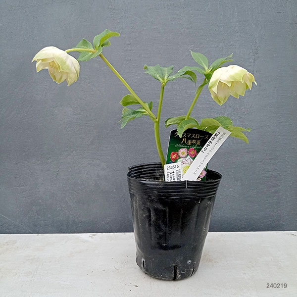 園芸ネット本店｜曽田園芸さんのクリスマスローズ：24-04利休かすり／4