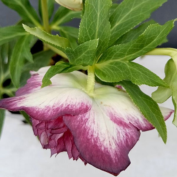 園芸ネット本店｜曽田園芸さんのクリスマスローズ：24-12多弁ダブル／4