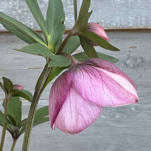 園芸ネット本店｜クリスマスローズ：スウィングセミダブル24-25／1L