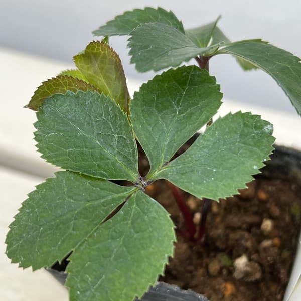 園芸ネット本店｜【お1人様1ポット】大和園さんのクリスマスローズ：24