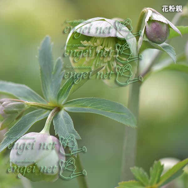 園芸ネット本店｜【お1人様1ポット】大和園さんのクリスマスローズ：24