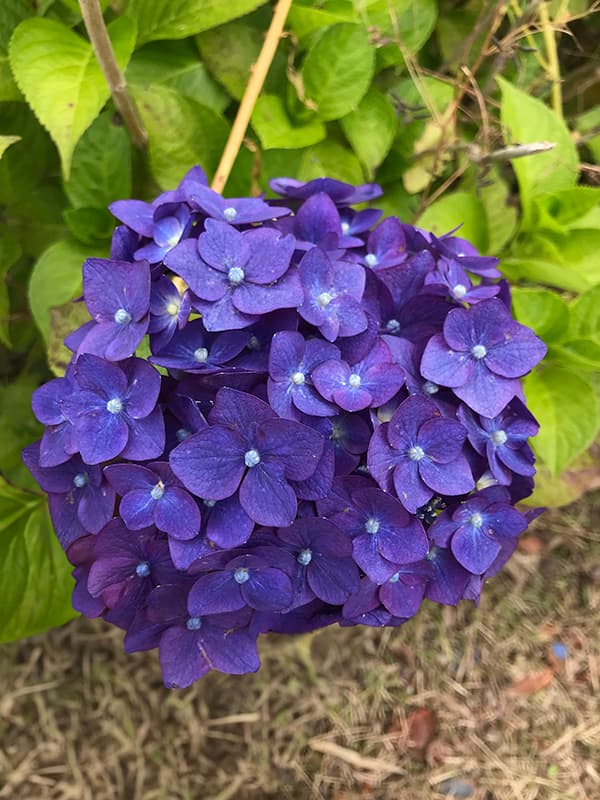 園芸ネット本店｜[26年4月下旬予約]アジサイ：サマークラッシュ