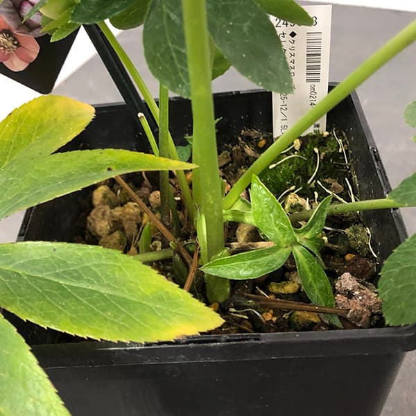 園芸ネット本店｜クリスマスローズ：セレクトシングル25-12／1.5L