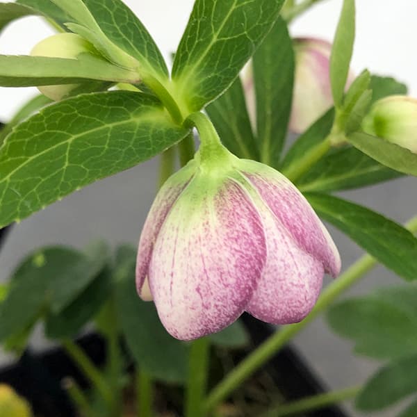 園芸ネット本店｜クリスマスローズ：セレクトシングル25-12／1.5L