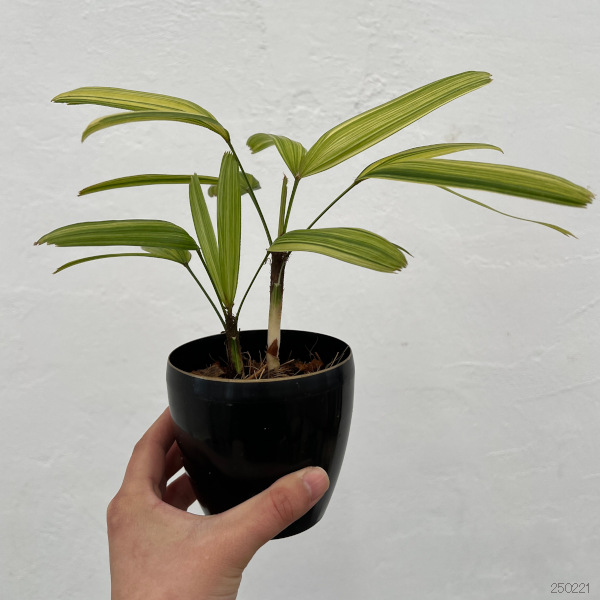 園芸ネット本店｜カンノンチク：綾錦(あやにしき) 3.5号鉢植え の通販