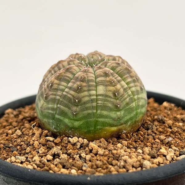 園芸ネット本店｜ユーフォルビア：オベサ 2.5号鉢植え の通販【公式】