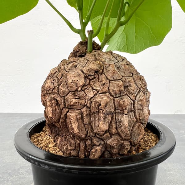 園芸ネット本店｜ステファニア：スベローサ 4号鉢植え24-05 の通販【公式】