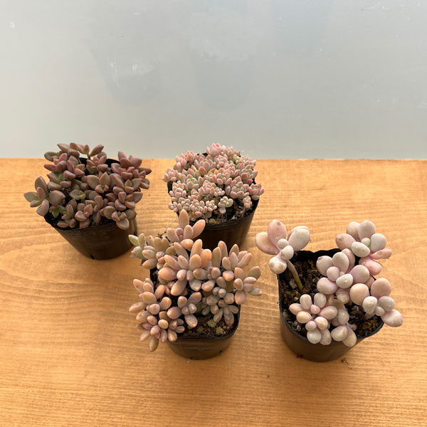 園芸ネット本店｜多肉植物つぶつぶセット 2号ポット 6株セット の通販