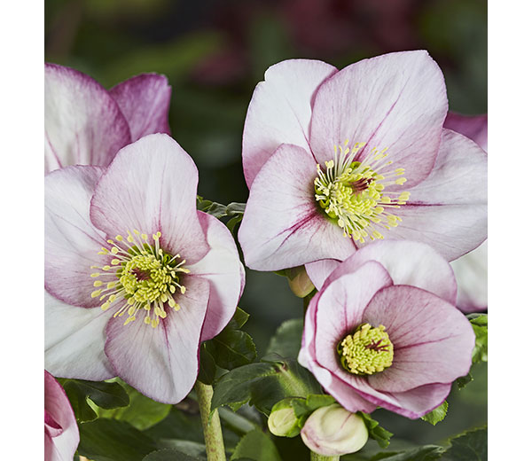 園芸ネット本店｜クリスマスローズ：*HGC 雪の妖精 リアラ4.5号ポット