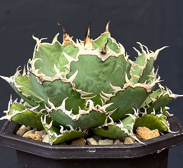 園芸ネット本店｜アガベ：チタノタ フィリグリー 3号鉢植え の通販【公式】